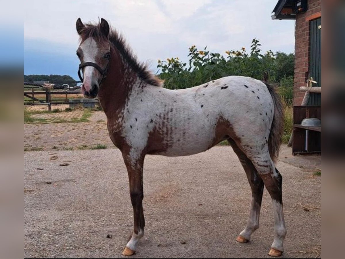 Appaloosa Stute 1 Jahr 120 cm Tigerschecke in Woudenberg