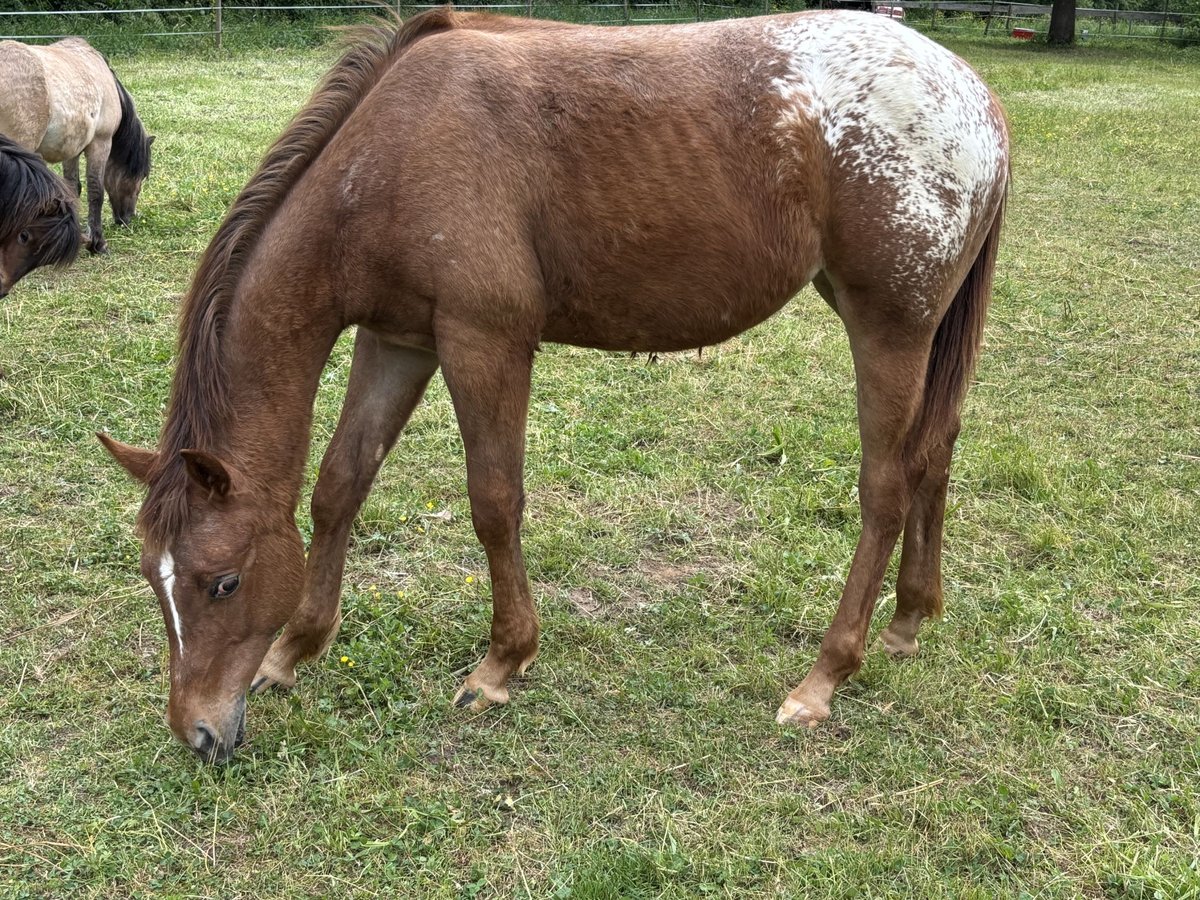 Appaloosa Stute 1 Jahr 154 cm Fuchs in Forchtenberg