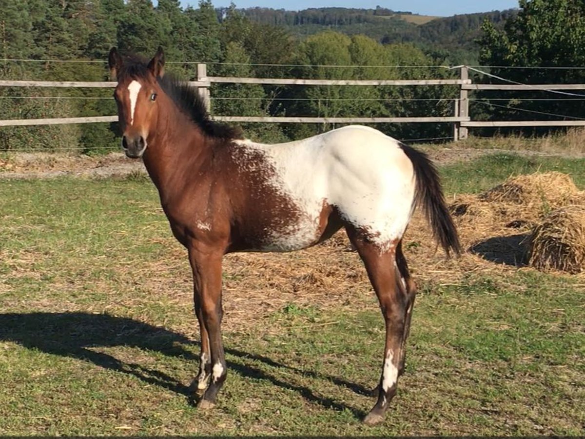 Appaloosa Stute 1 Jahr Brauner in Brno