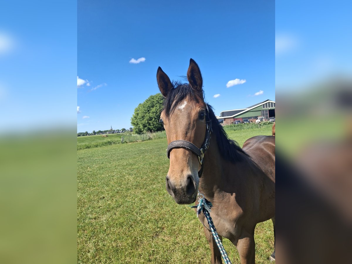 Appaloosa Mix Stute 1 Jahr Dunkelbrauner in Wirdum
