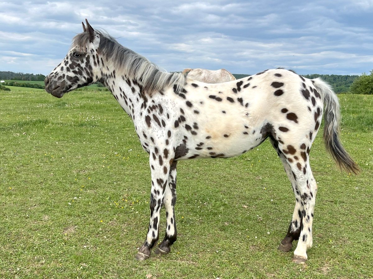 Appaloosa Stute 1 Jahr Tigerschecke in Dolni Loucky