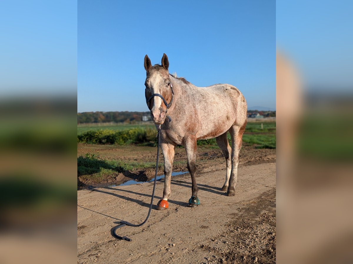 Appaloosa Stute 20 Jahre 160 cm in Hofheim am Taunus