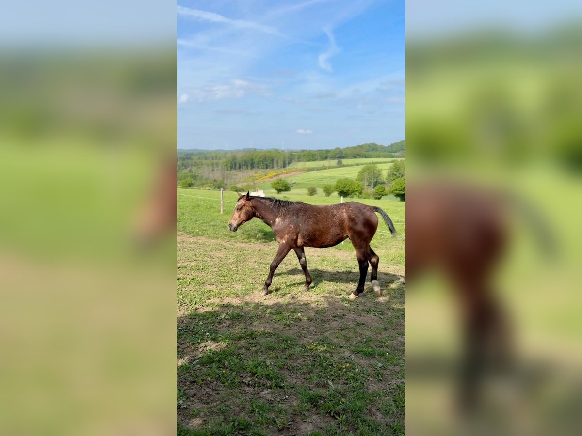 Appaloosa Mix Stute 2 Jahre 150 cm Roan-Bay in Halver Appaloosa Mix Stute 2 Jahre 150 cm Roan-Bay in Halver