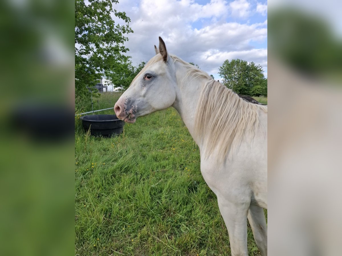 Appaloosa Stute 2 Jahre Brauner in La Roche-en-Ardenne