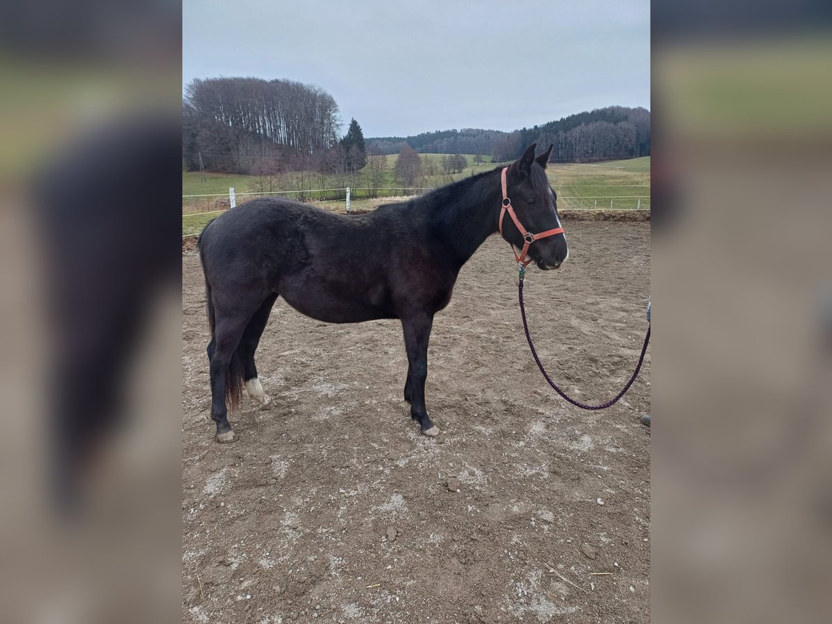 Appaloosa Stute 2 Jahre Rappe in Perwang am Grabensee