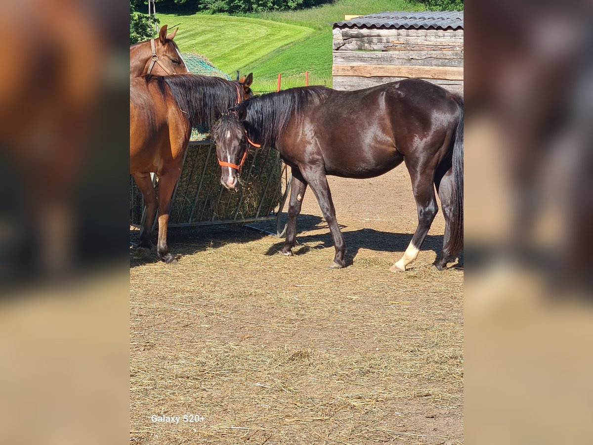 Appaloosa Stute 2 Jahre Rappe in 5166 Perwang am Grabensee