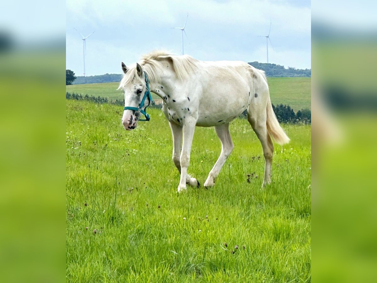 Appaloosa Stute 3 Jahre 149 cm in Blankenheim