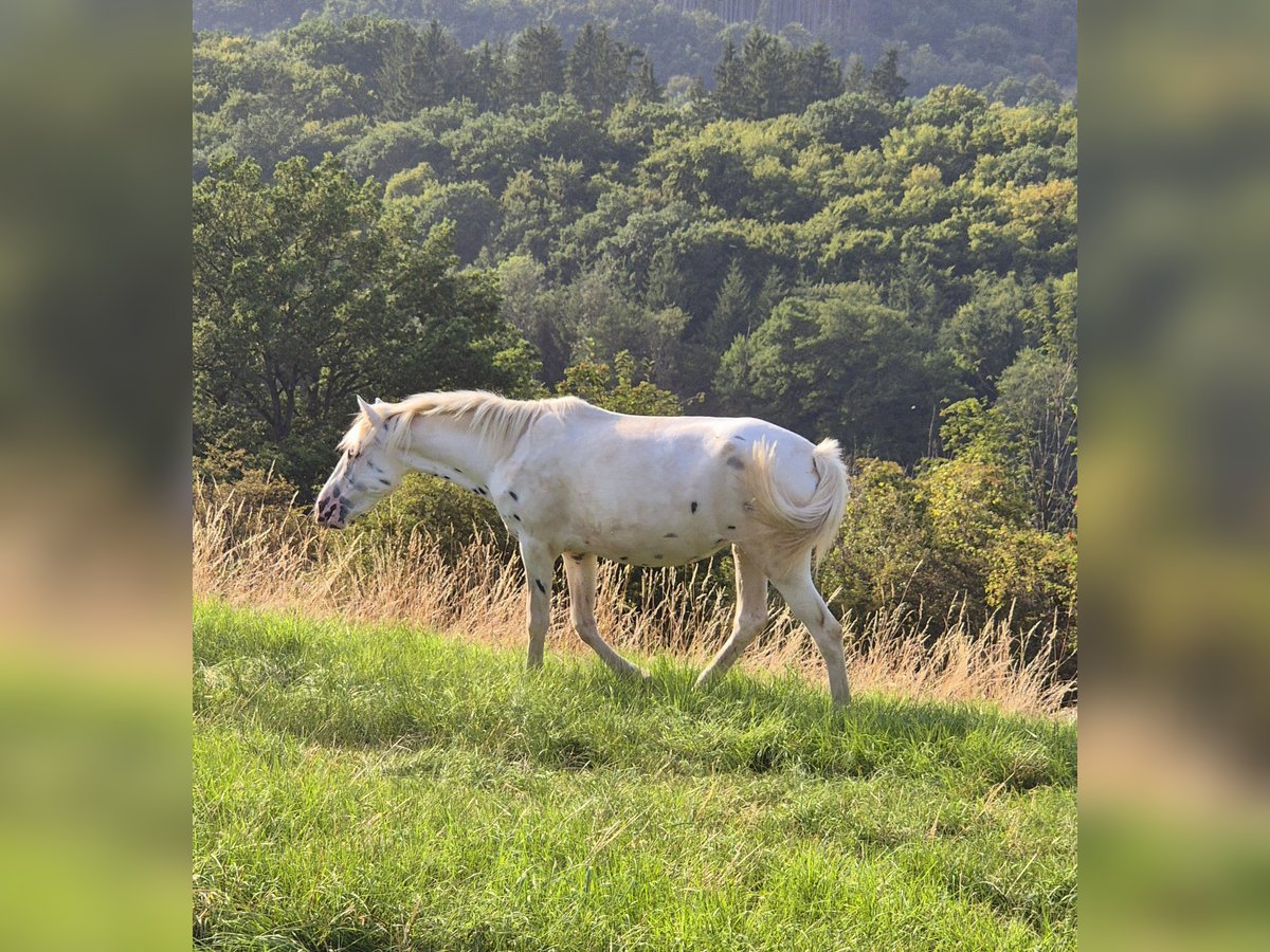 Appaloosa Stute 3 Jahre 149 cm Tigerschecke in Ahrweiler