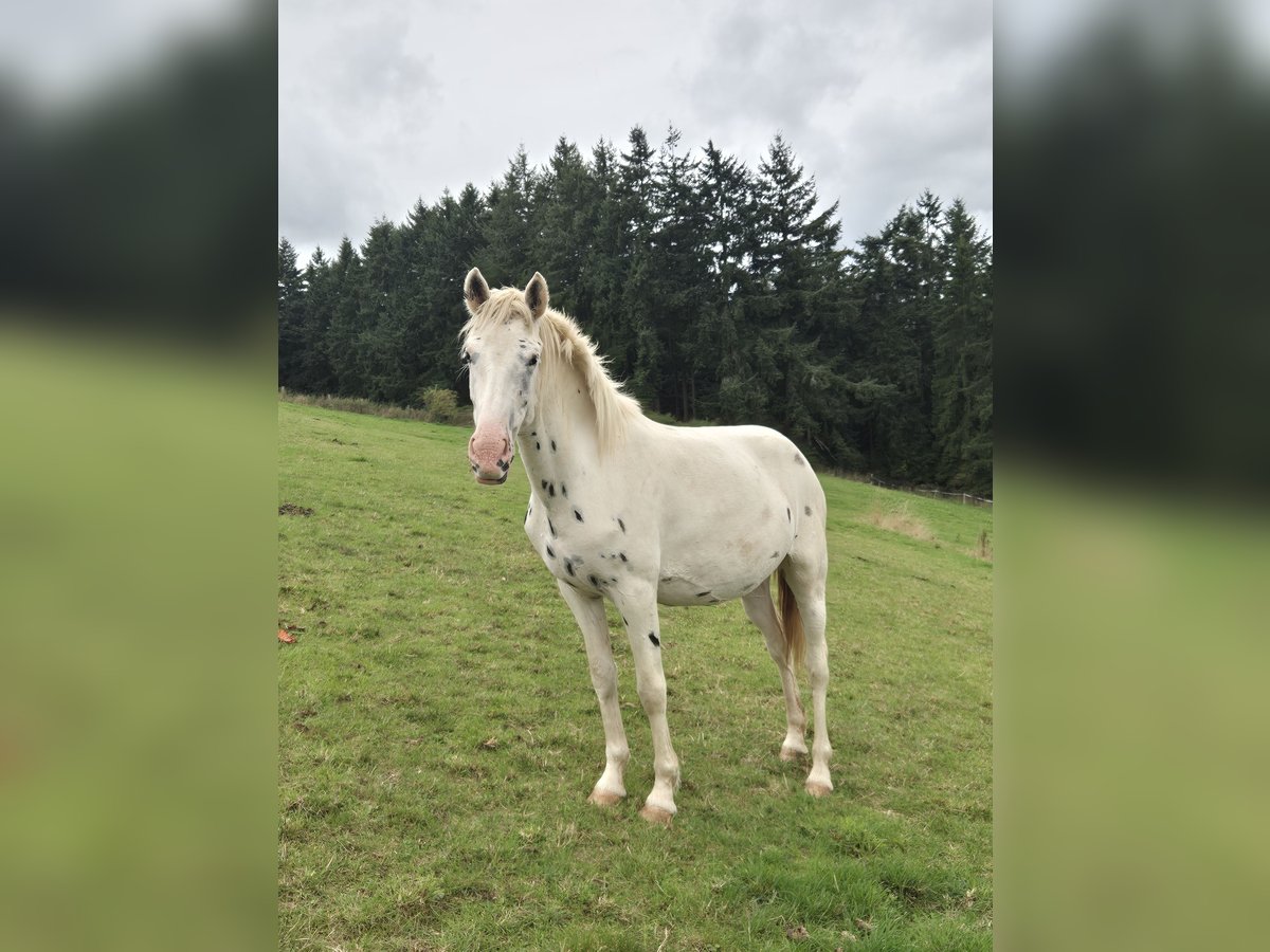 Appaloosa Stute 3 Jahre 150 cm Tigerschecke in Blankenheim