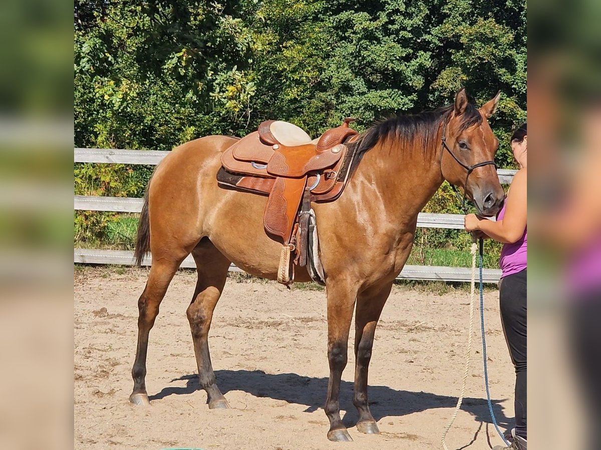 Appaloosa Stute 3 Jahre 156 cm Falbe in Pleystein