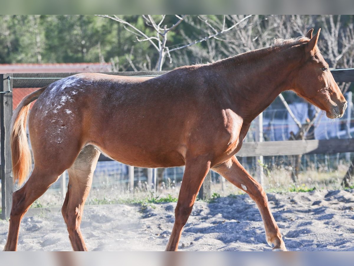 Appaloosa Mix Stute 3 Jahre 160 cm Fuchs in Alcoi/Alcoy