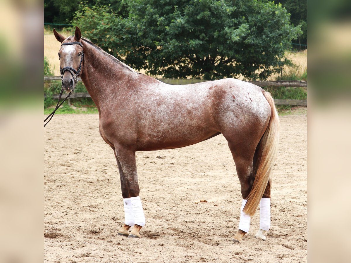 Appaloosa Stute 3 Jahre 162 cm Red Dun in uelsen