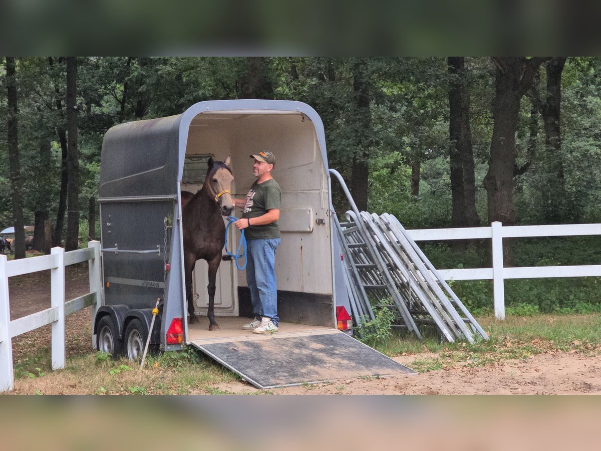 Appaloosa Stute 4 Jahre 148 cm Buckskin in Kevelaer