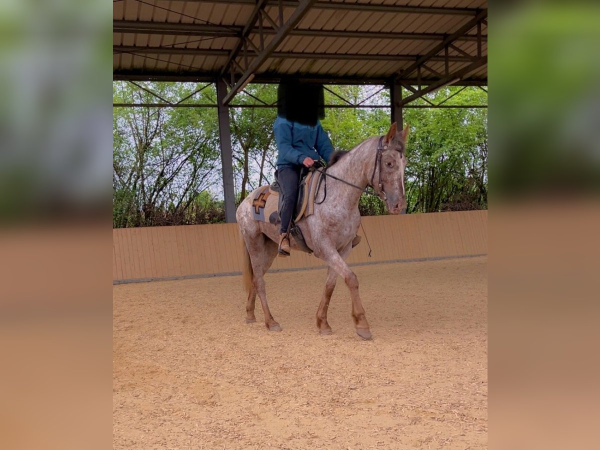 Appaloosa Stute 4 Jahre 150 cm in Bogen