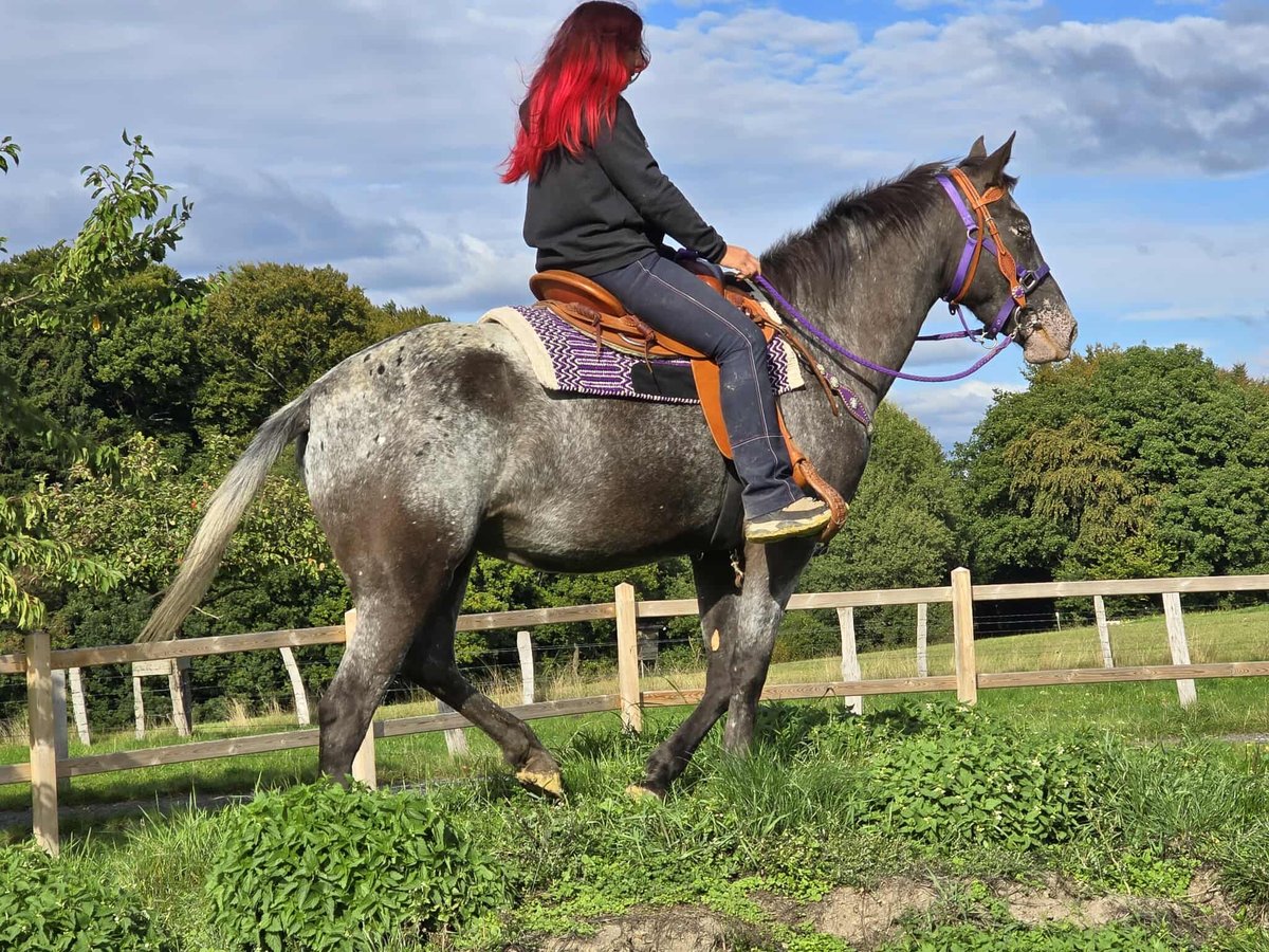 Appaloosa Mix Stute 4 Jahre 156 cm Tigerschecke in Linkenbach