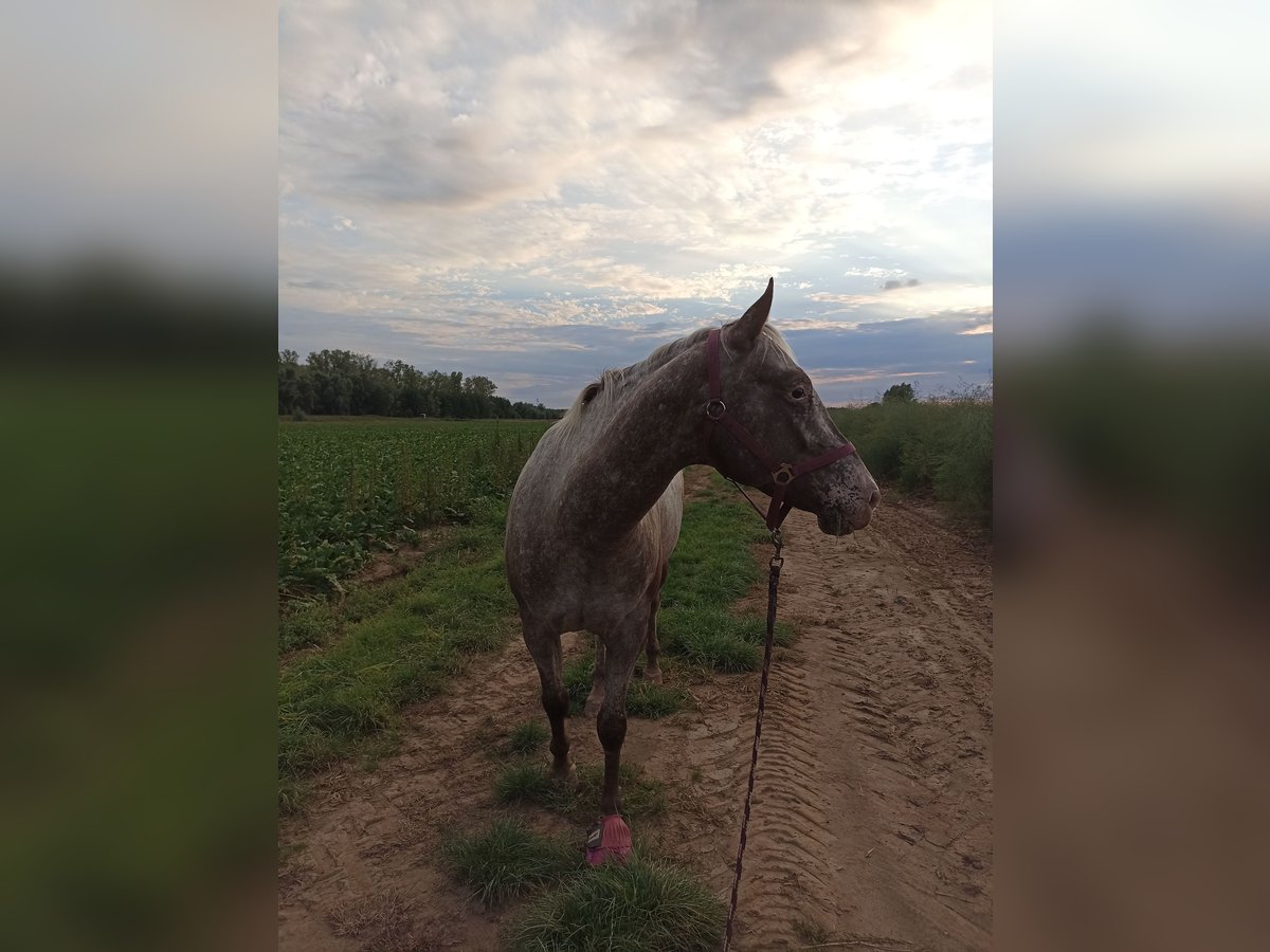 Appaloosa Stute 4 Jahre 157 cm Red Dun in Sittard