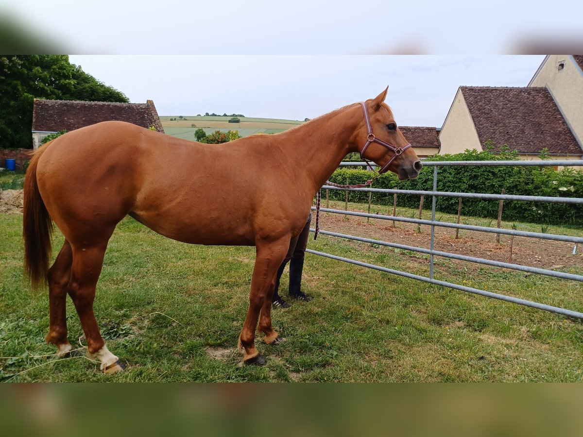 Appaloosa Stute 4 Jahre 160 cm Fuchs in Treigny