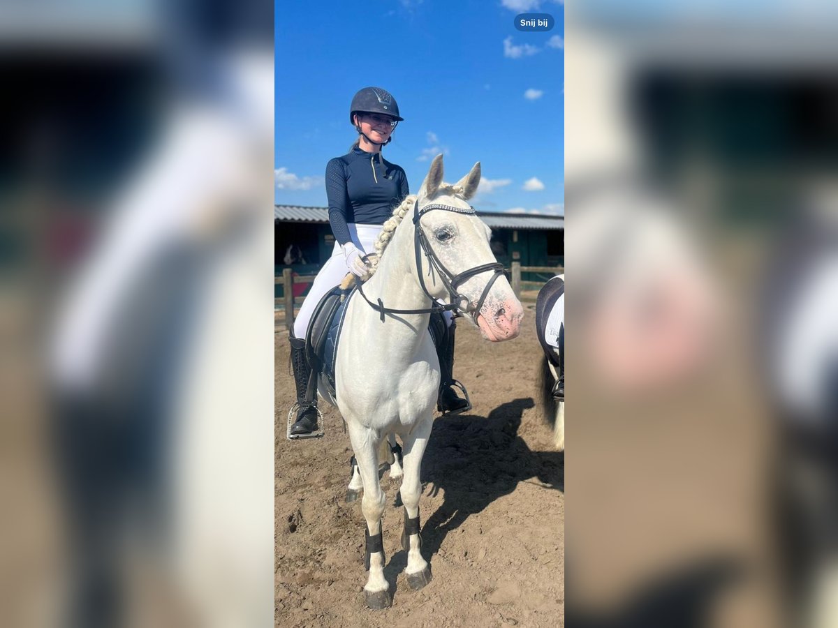 Appaloosa Stute 5 Jahre 140 cm Tigerschecke in Beverwijk