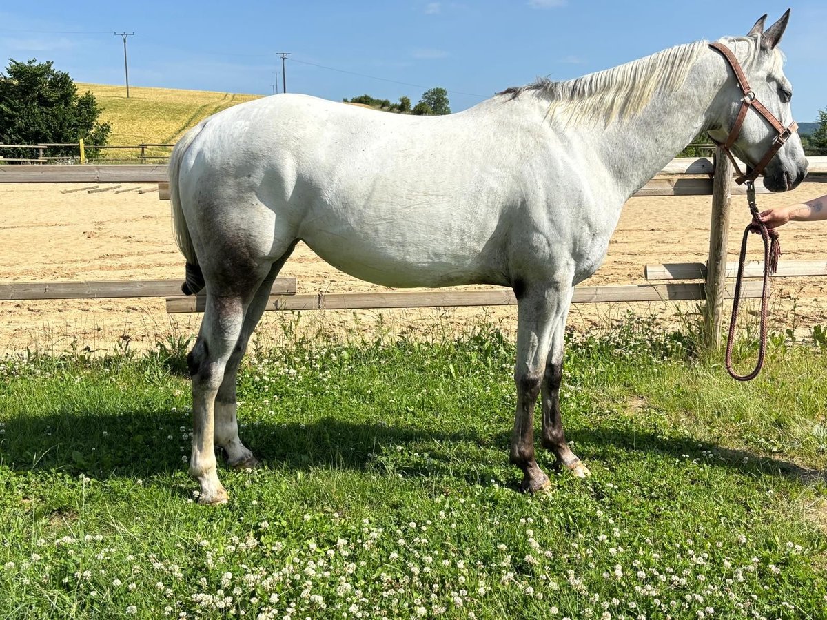Appaloosa Stute 5 Jahre 155 cm Brauner in Morbach
