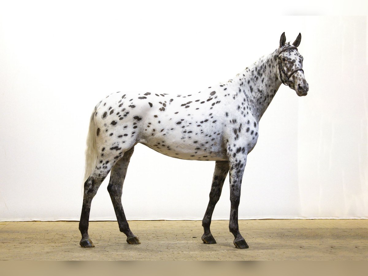 Appaloosa Stute 5 Jahre 167 cm Tigerschecke in Waddinxveen Appaloosa Stute 5 Jahre 167 cm Tigerschecke in Waddinxveen
