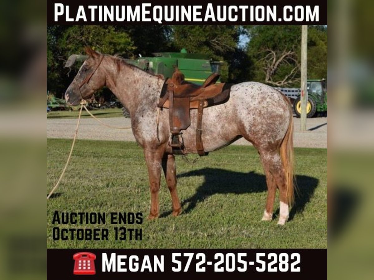 Appaloosa Stute 5 Jahre Roan-Red in Guthrie OK