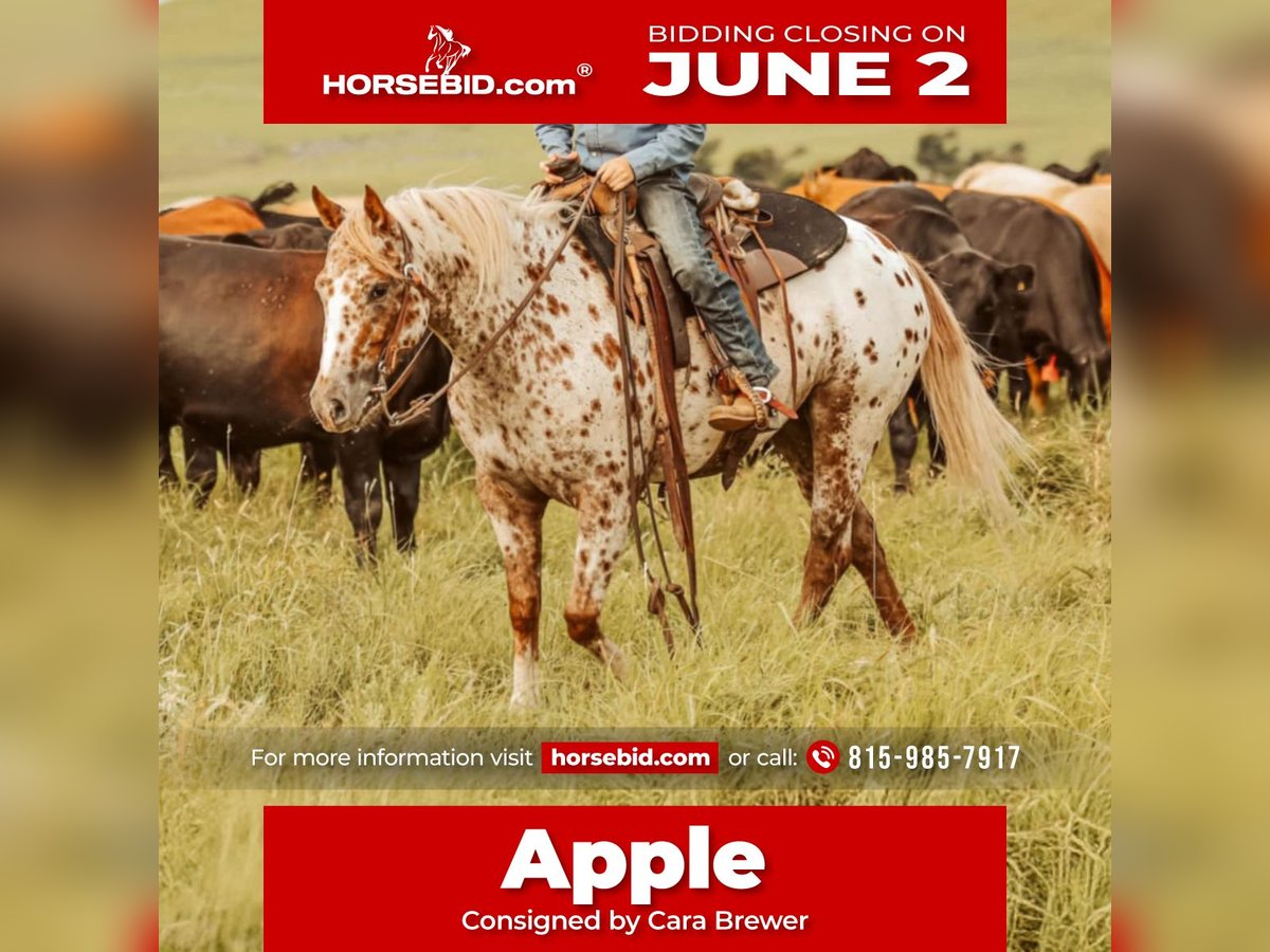 Appaloosa Stute 7 Jahre 122 cm in Jay, OK
