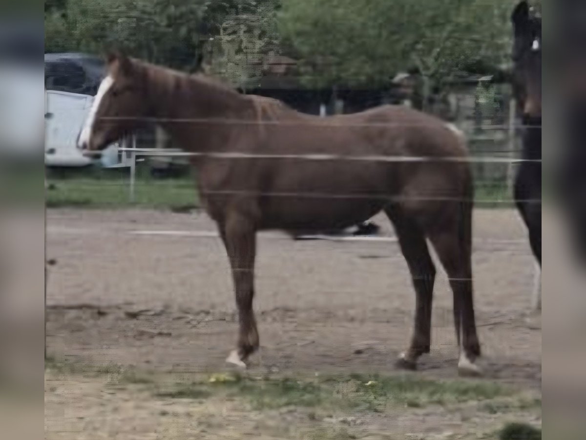 Appaloosa Mix Stute 7 Jahre 155 cm Roan-Red in Billigheim-Ingenheim Appaloosa Mix Stute 7 Jahre 155 cm Roan-Red in Billigheim-Ingenheim