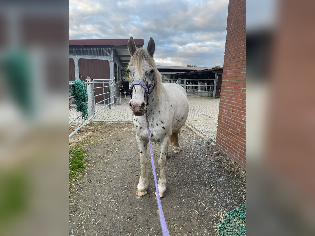 Appaloosa Mix Stute 7 Jahre 156 cm Tigerschecke in H&#xFC;nxe