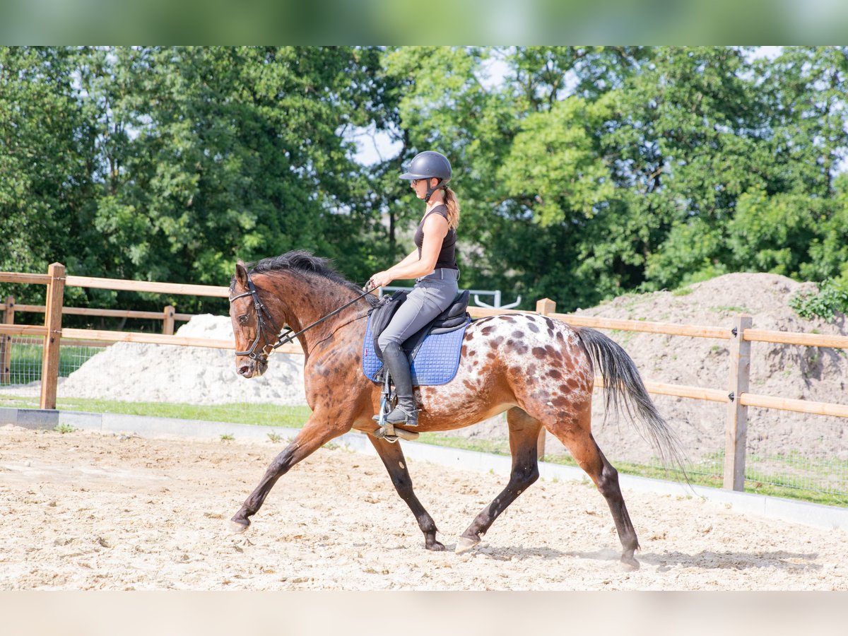 Appaloosa Stute 7 Jahre 164 cm Tigerschecke in Lutjegast