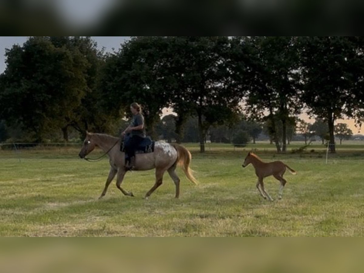 Appaloosa Stute 7 Jahre 165 cm Roan-Red in Gro&#xDF; Ippener
