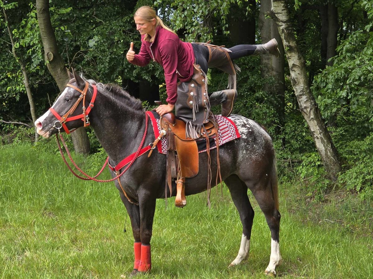 Appaloosa Stute 8 Jahre 151 cm Tigerschecke in Linkenbach