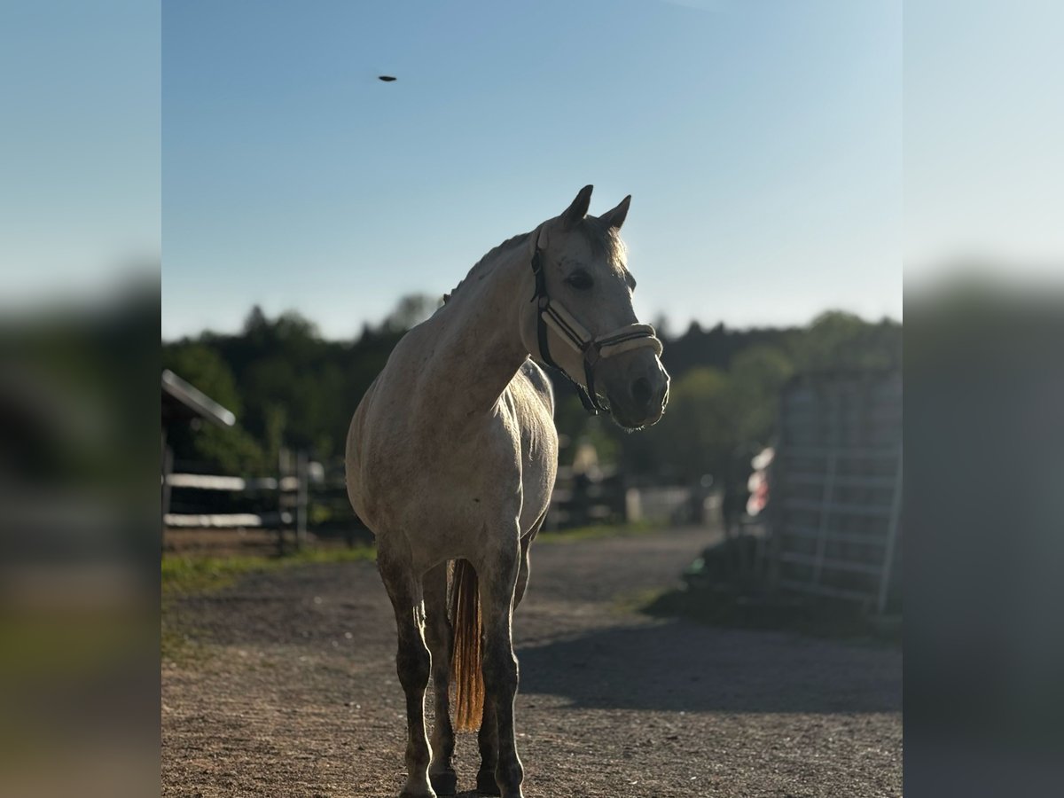 Appaloosa Stute 9 Jahre 155 cm Apfelschimmel in Riedlkam