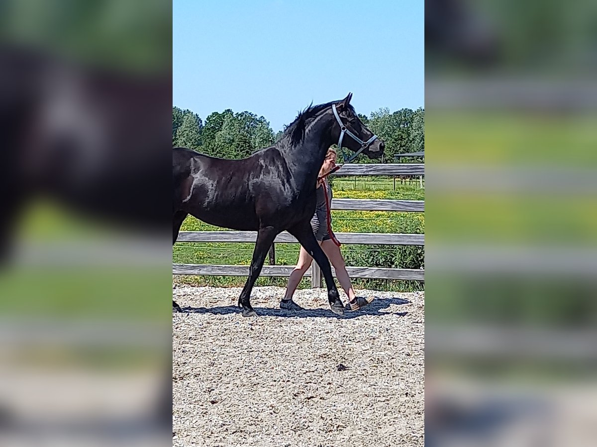 Appaloosa Mix Stute 9 Jahre 163 cm Rappe in Nijlen
