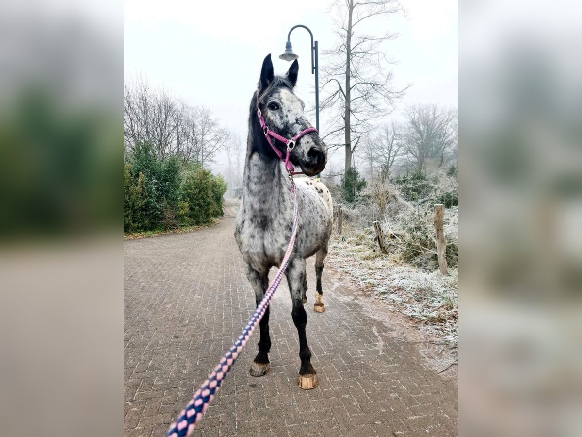 Appaloosa Mix Stute 9 Jahre 164 cm Tigerschecke in Windhagen