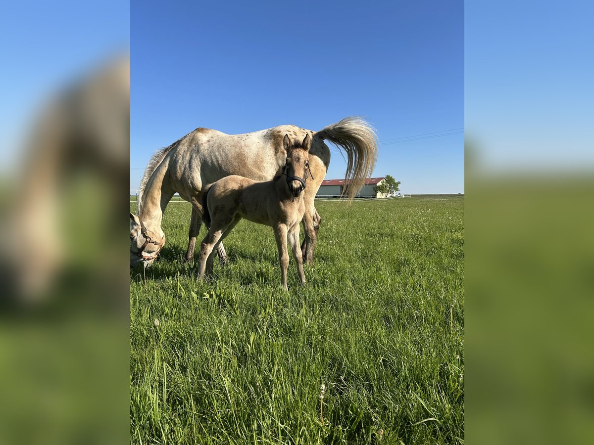 Appaloosa Stute  155 cm Buckskin in Nördlingen