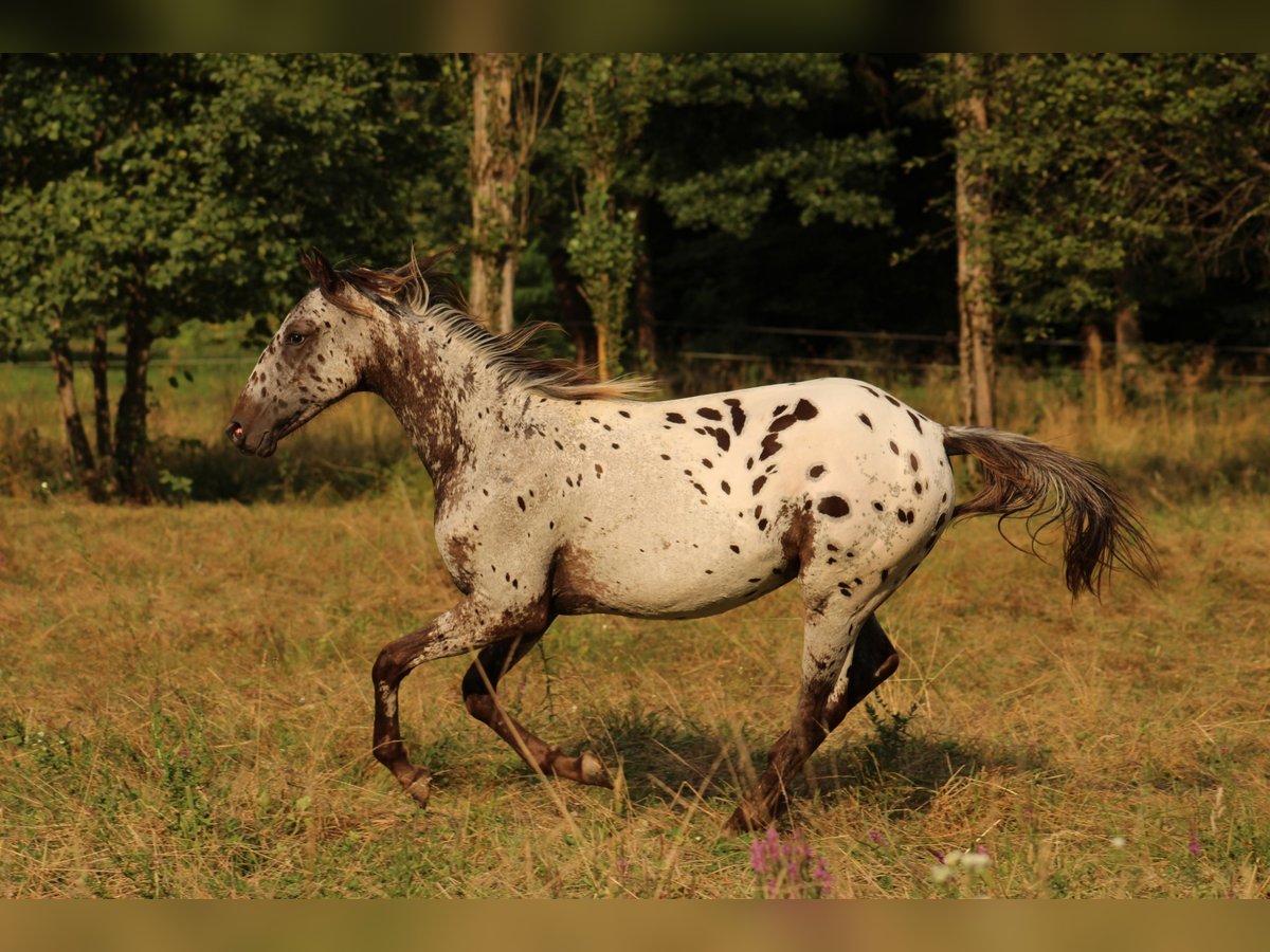 Appaloosa Stute  155 cm Dunkelbrauner in Globoko