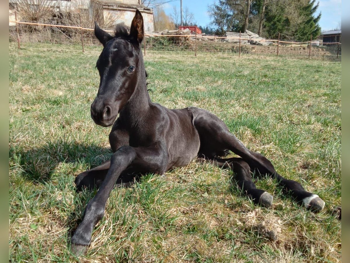 Appaloosa Stute  155 cm Schwarzbrauner in Stašov