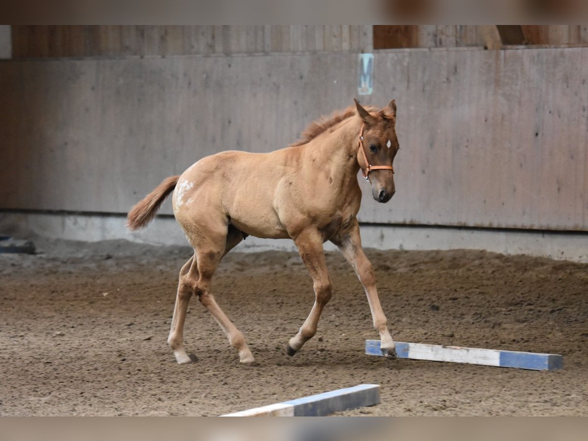 Appaloosa, Stute in Neuhausen