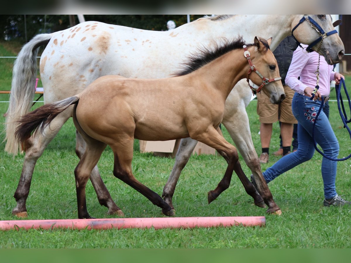 Appaloosa Stute Fohlen (04/2025) 156 cm Buckskin in Nördlingen Appaloosa Stute Fohlen (04/2025) 156 cm Buckskin in Nördlingen