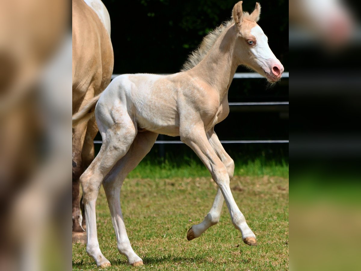 Appaloosa Stute  160 cm Palomino in Alt Duvenstedt