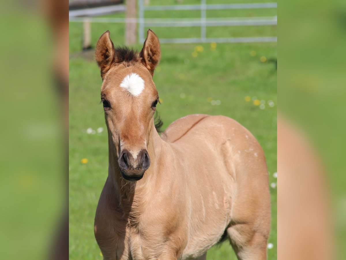 Appaloosa Stute Fohlen (03/2024) Dunalino in Oberbronn