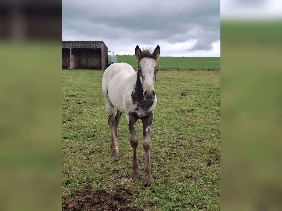 Appaloosa Mix Stute Fohlen (06/2025) Falbe in Ortho