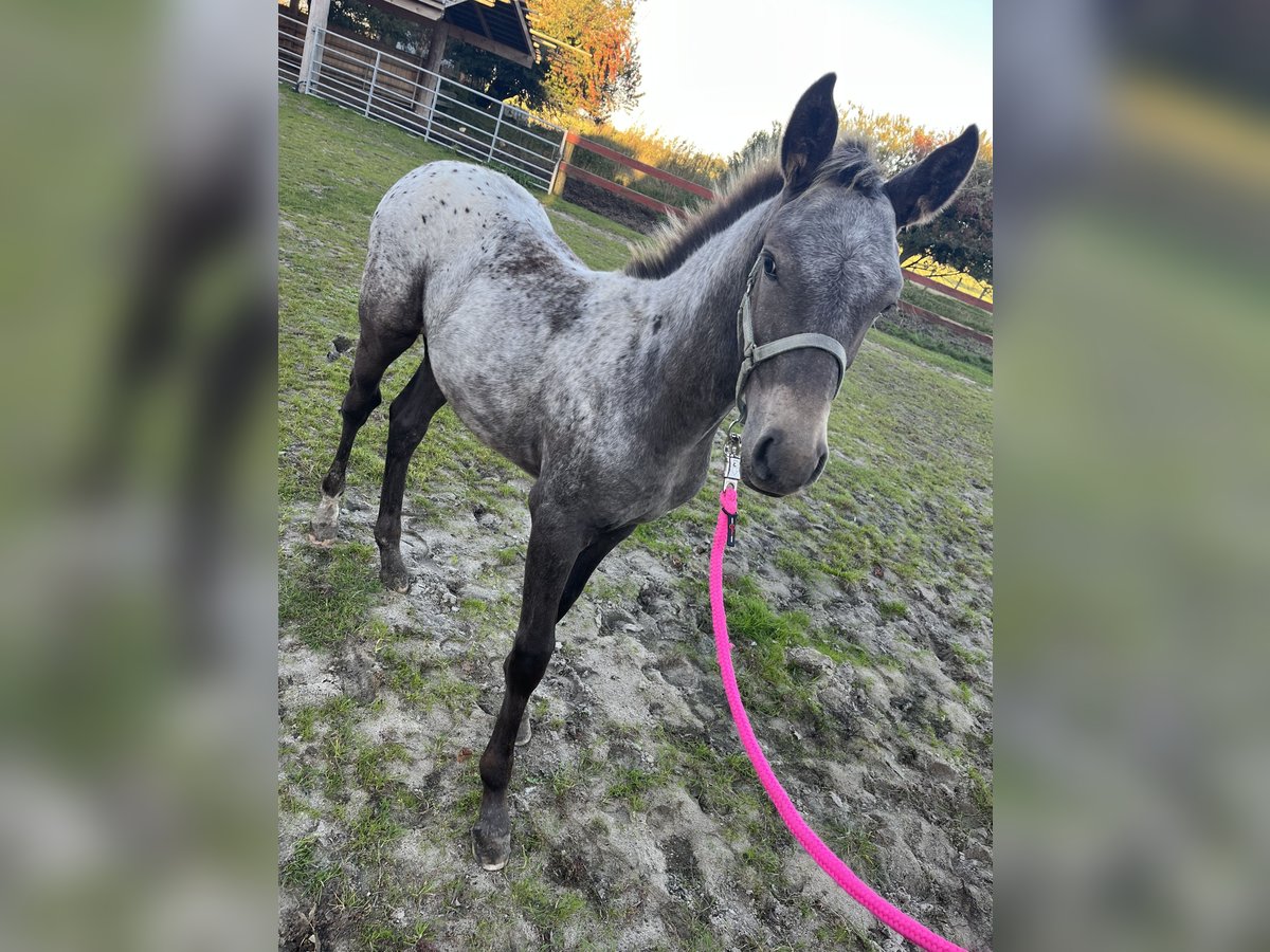 Appaloosa Mix Stute Fohlen (06/2025) in Tetenb&#xFC;ll