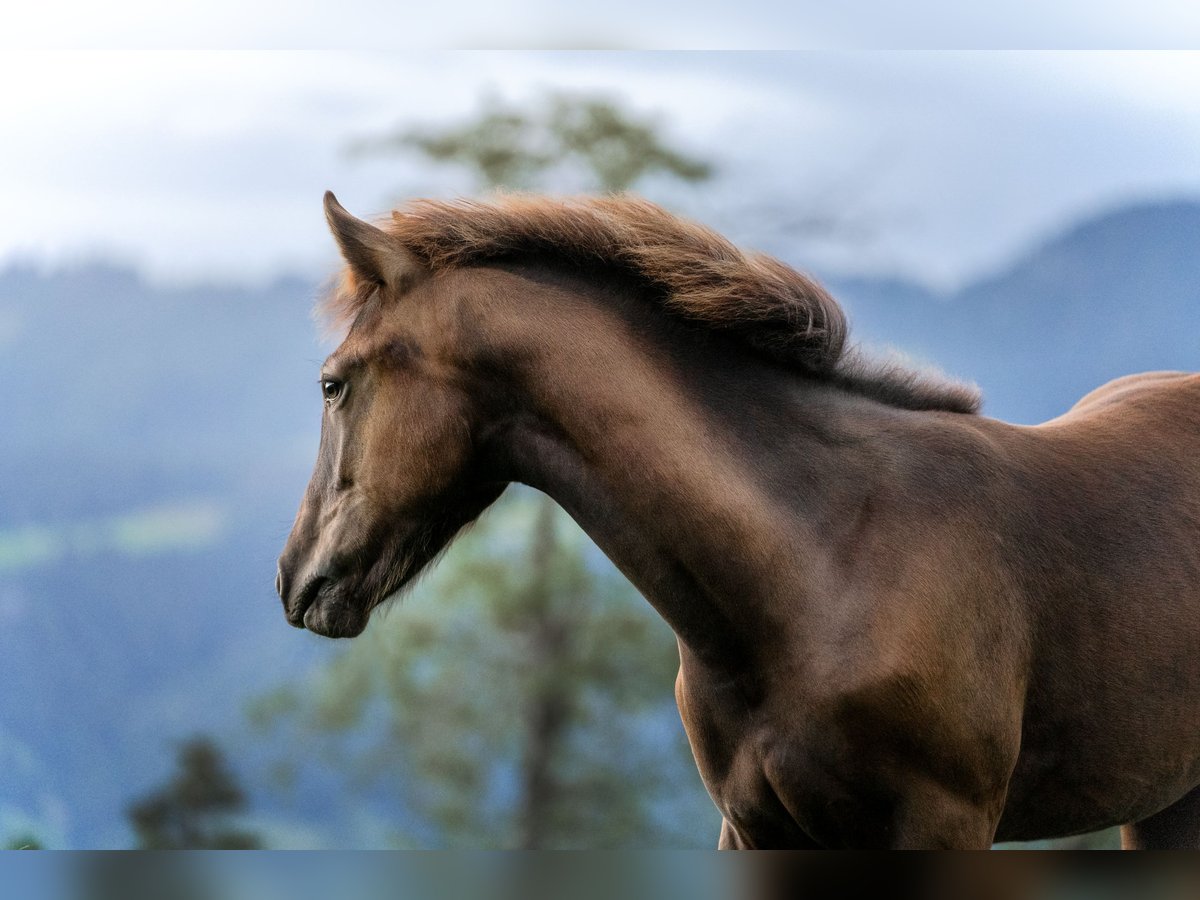 Appaloosa Stute Fohlen (03/2024) Rappe in Schüpfheim