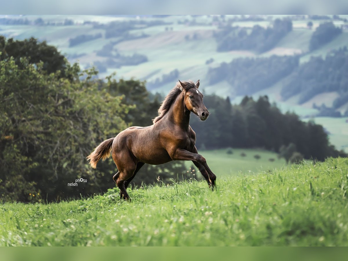 Appaloosa Stute Fohlen (04/2024) Rappe in Schüpfheim