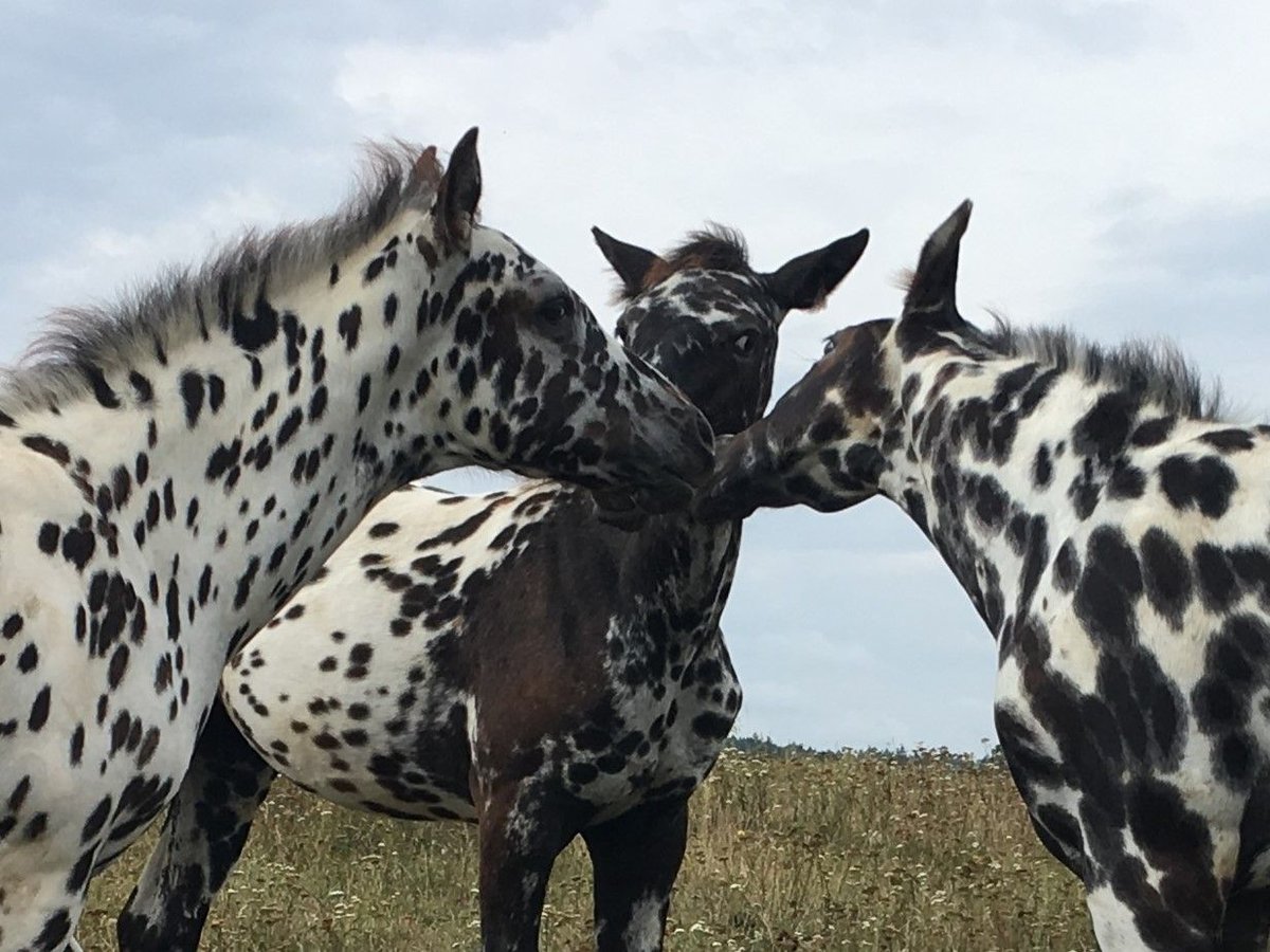 Appaloosa Stute Fohlen (04/2024) Tigerschecke in Brno