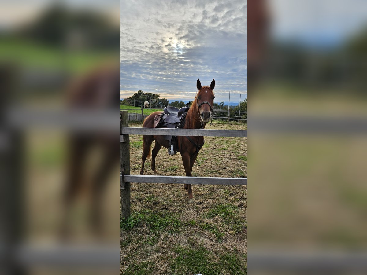 Appaloosa Valack 2 år 147 cm in Sveta ana