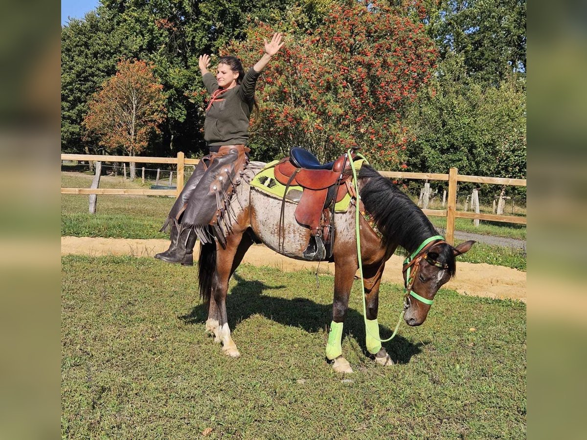 Appaloosa Valack 3 år 150 cm Leopard-Piebald in Linkenbach