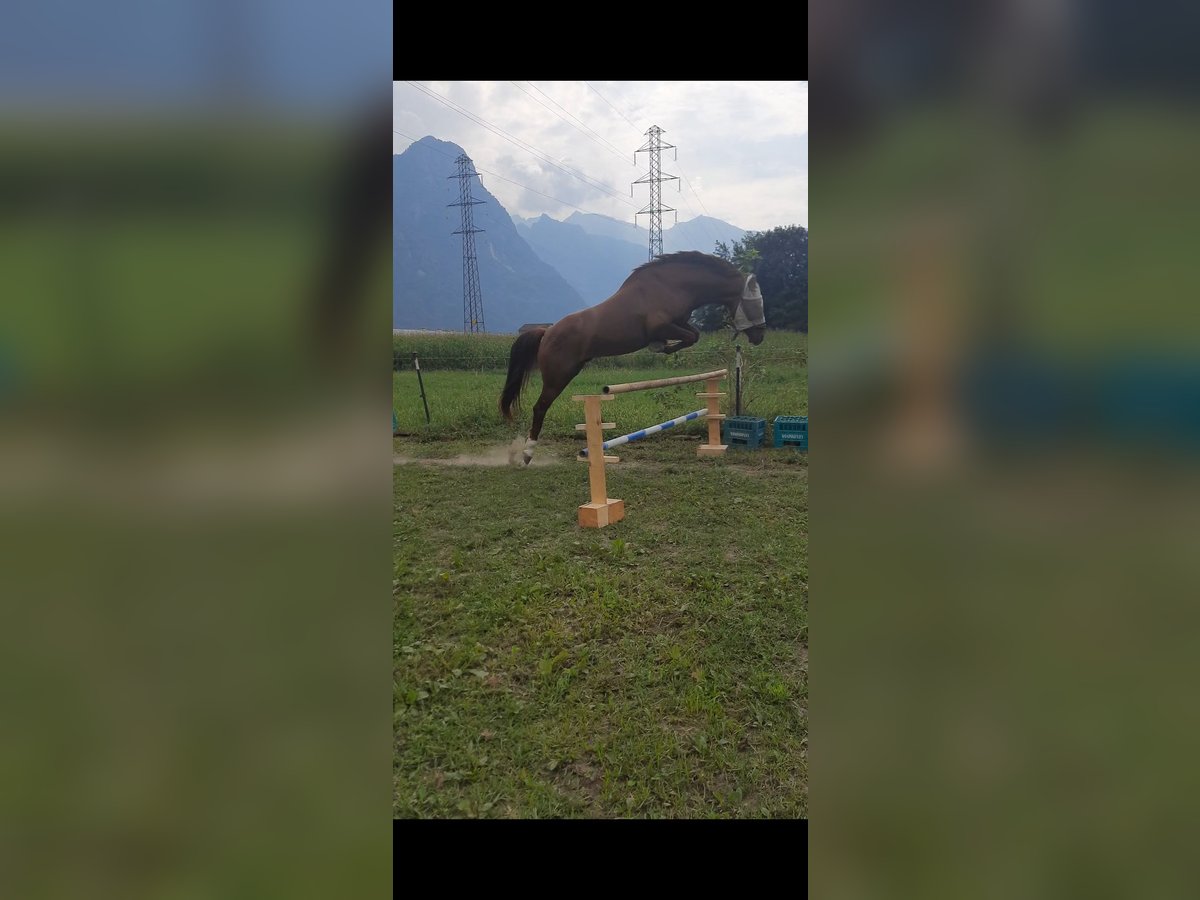 Appaloosa Valack 3 år 150 cm Rödskimmel in Samolaco