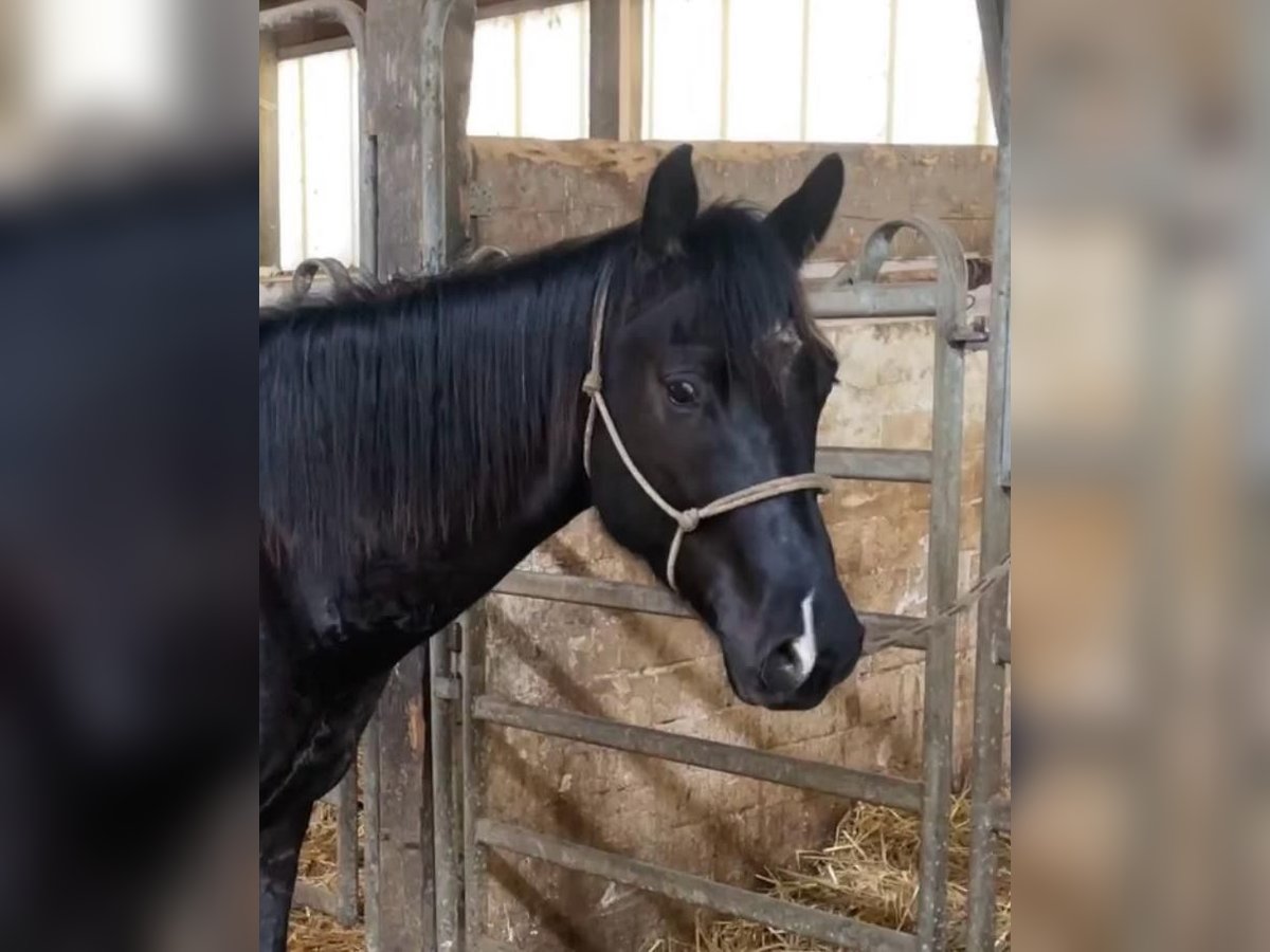 Appaloosa Valack 3 år 155 cm Rökfärgad svart in Goch